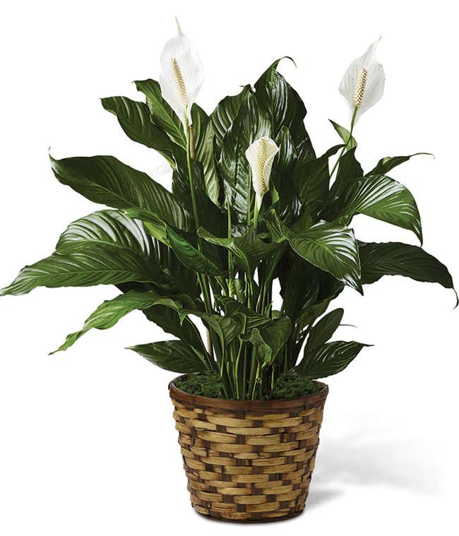 Classic Peace Lily - Large