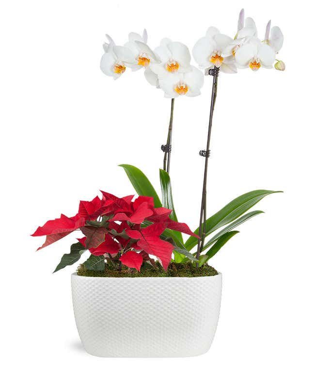 Pristine Poinsettia &amp; Orchid Potted Planter