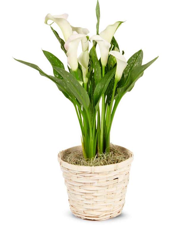 White Calla Lily Potted Plant