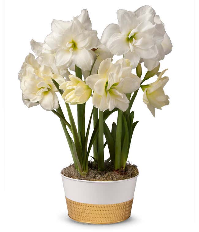 White amaryllis flowers in a white and gold tin.